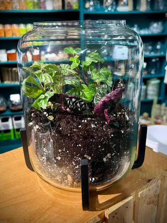 Terrarium Treasures Class - Tall Jar - July 28